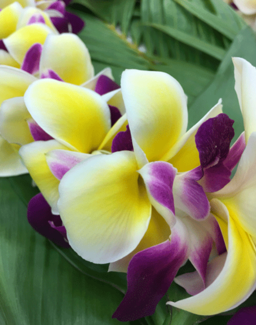 Single Plumeria Lei